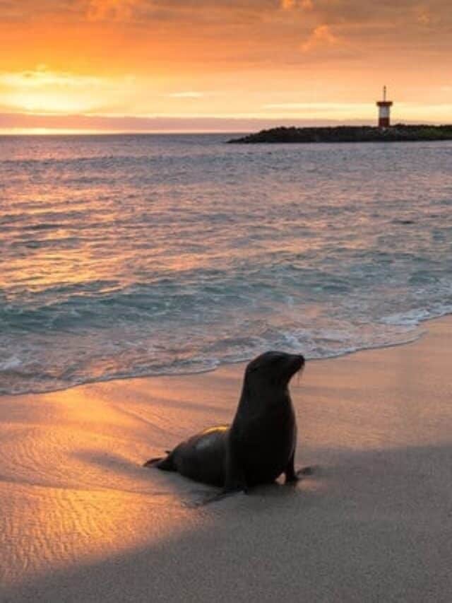 Best Things To Do in San Cristobal Galapagos 16 Island Activities To Try