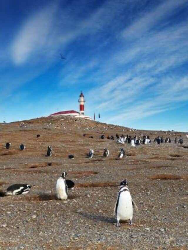A Guide To 21 Exciting Things To Do in Punta Arenas Chile