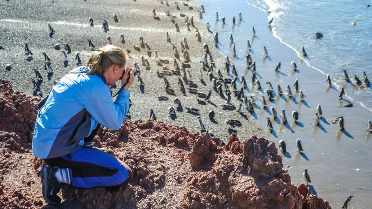 12 Best Places To See Chile and Argentina Penguins