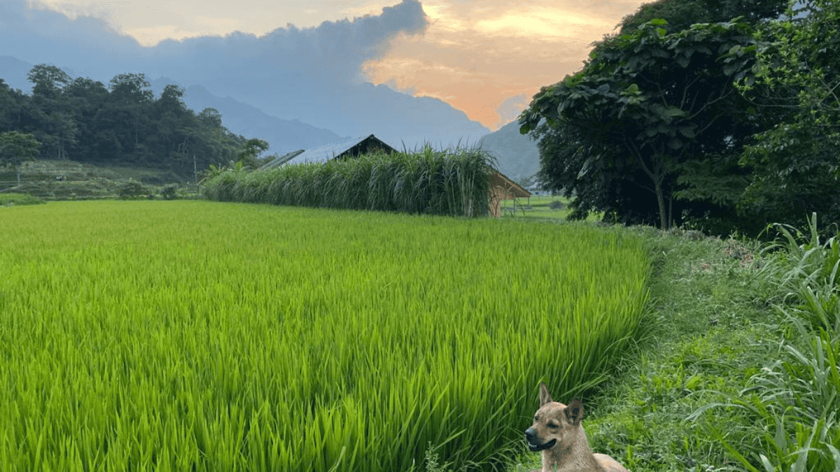Ha Giang Loop 3 Du Gia rural homestay, Vietnam MSN