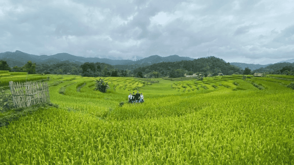 Ha Giang Loop Day 1 Ricefields MSN Vietnam