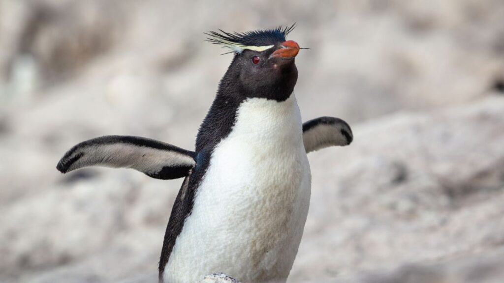 Southern Rockhopper Penguin