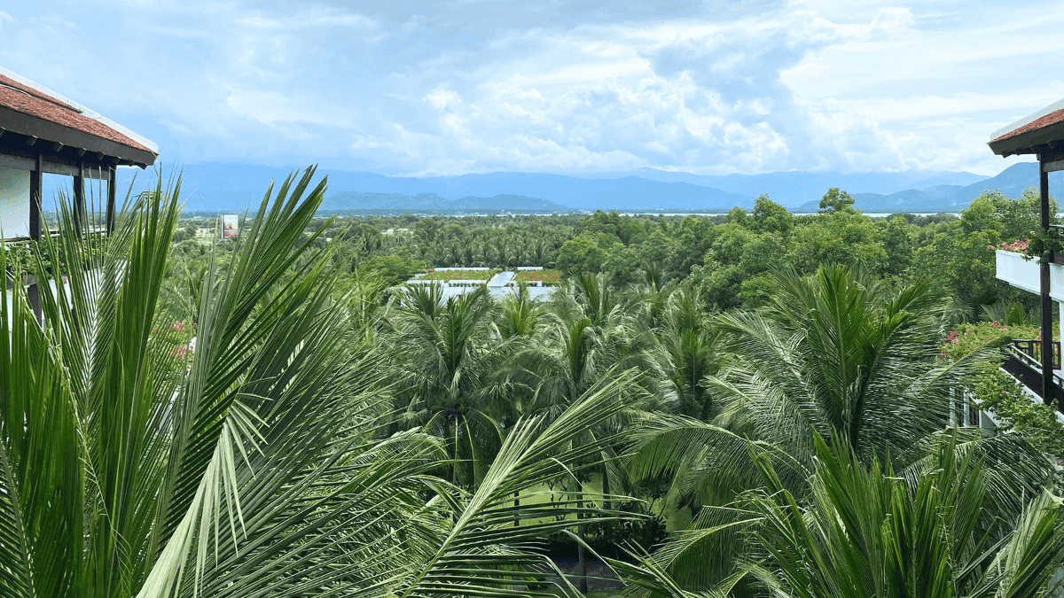Palm Trees and View from The Anam Cam Ranh Vietnam MSN
