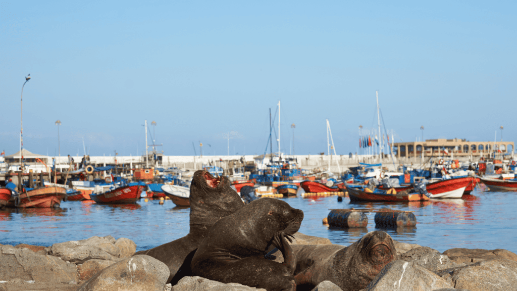 Sea-Lions-in-Iquique-Harbour-Stock