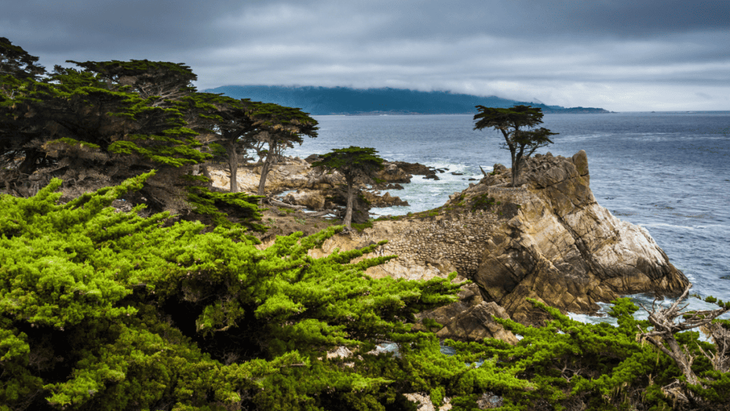The Lone Cypress, seen from the 17 Mile Drive, in Pebble Beach Stock