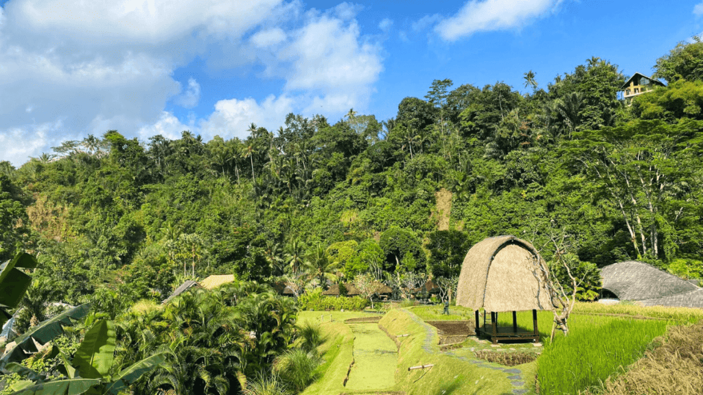 Mandapa, a Ritz-Carlton Reserve in Ubud, Bali - Rice Field Indonesia