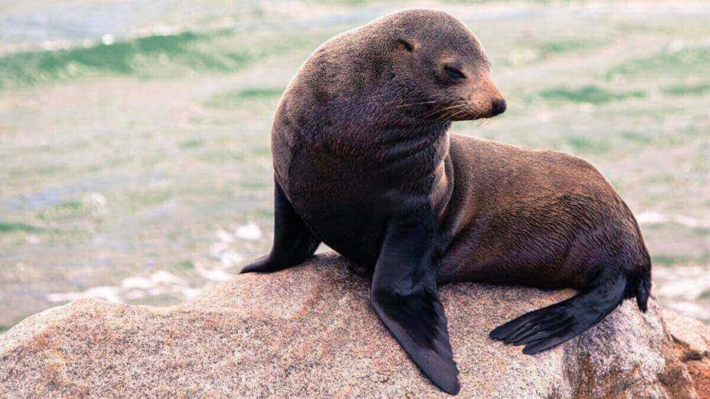 Get on a Seal Cruise Stock