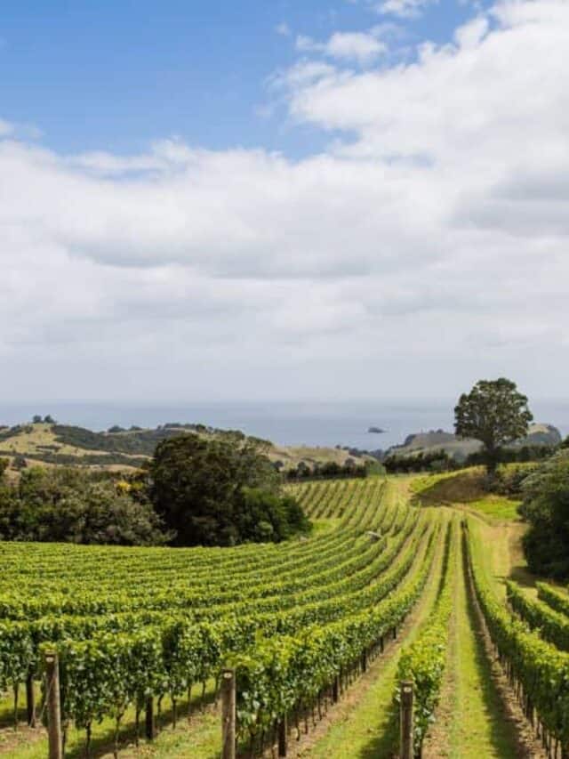 Exploring Waiheke Island Auckland’s Wine Island Paradise Stock