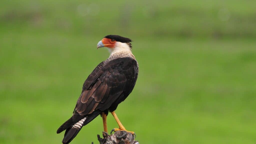 Crested Caracara Stock
