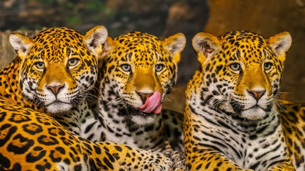 Jaguars Stock