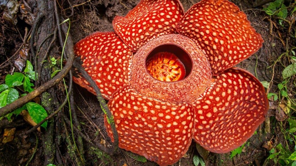 Close-up of amazing Rafflesia Stock