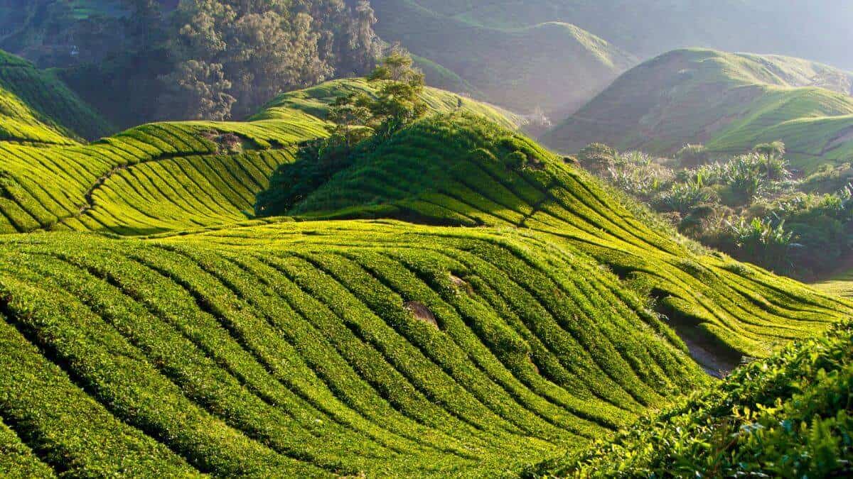 Cameron Highlands Malaysia Unique Things to Do in the City Stock