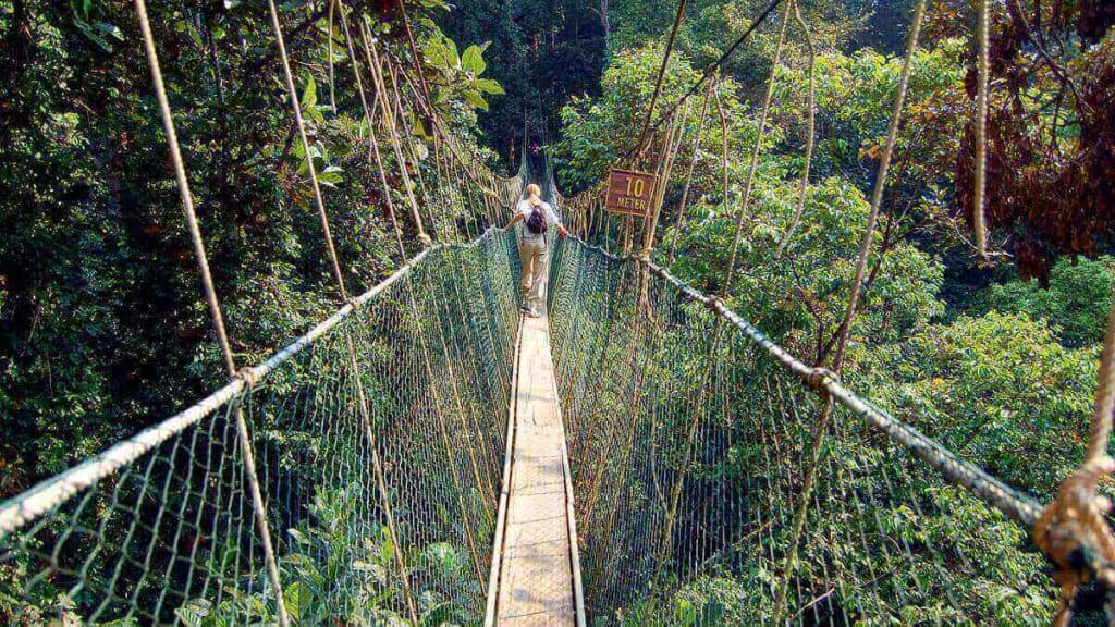 Canopy Walkway in Taman Negara National Park Stock