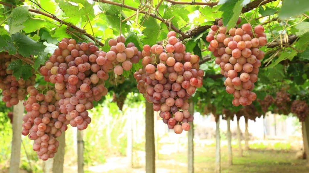 Grape Farm Stock