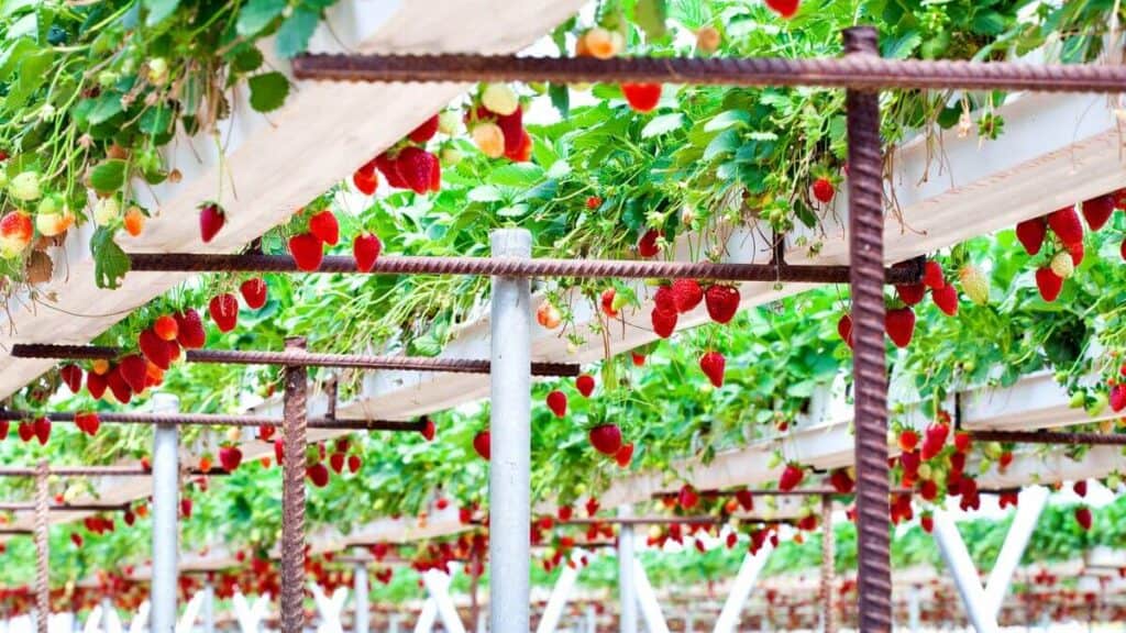 Strawberry growing in the greenhouse - stock image