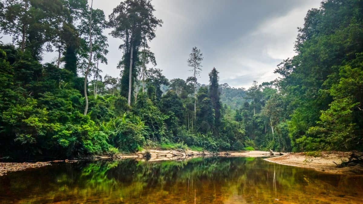 Taman Negara Malaysia Things To Do In Asia's Oldest Rainforest Stock