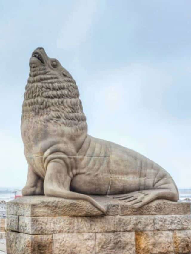 Sea Lion in Mar del Plata, Buenos Aires, Argentina Stock