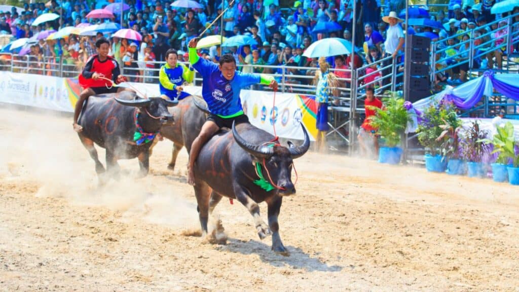 Chonburi Buffalo Races Thailand Stock