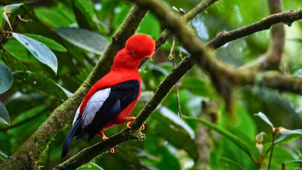 Andean Cock-of-the-Rock Gallitos de Rocas Bird in Jardin Colombia Stock