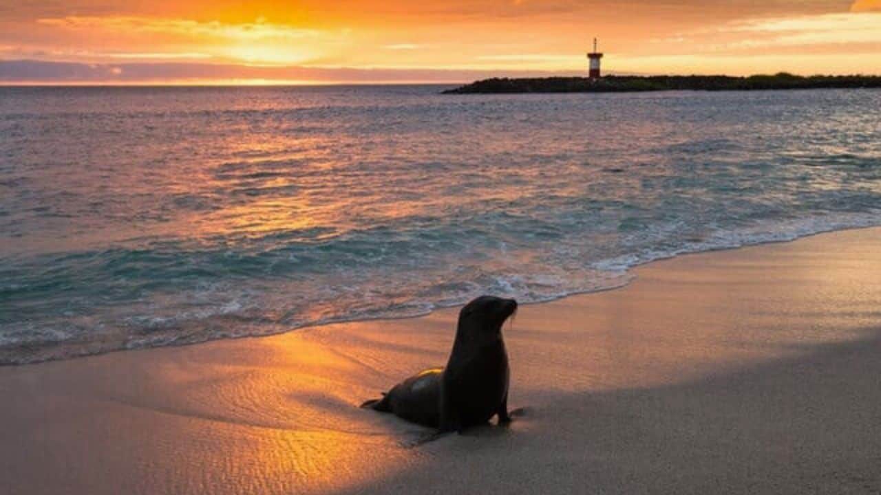 Best Things To Do in San Cristobal Galapagos 16 Island Activities To Try Stock