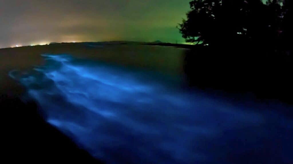 Bioluminescent plankton Stock