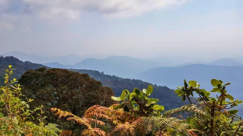 Cerro Kennedy Colombia Stock