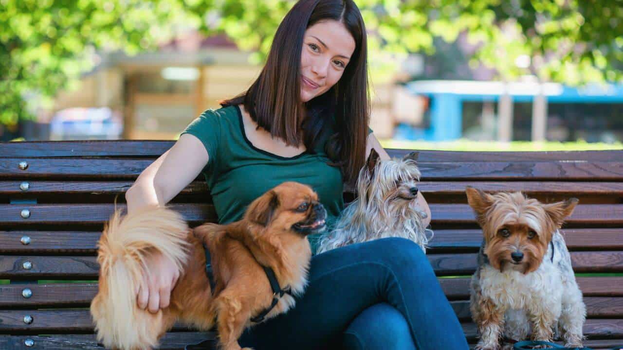 Dog walker sitting on bench stock