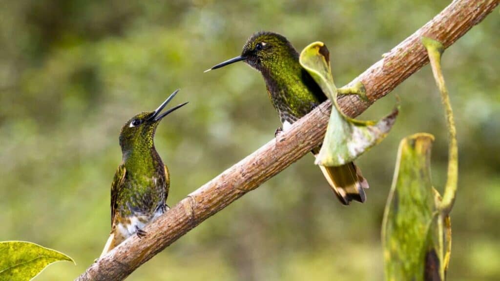 Hummingbirds In The Hummingbird Sanctuary In Cocora Valley Salento Colombia Stock