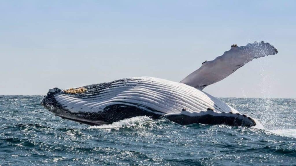 Humpback Whale jumping in Puerto Lopez, Ecuador Stock