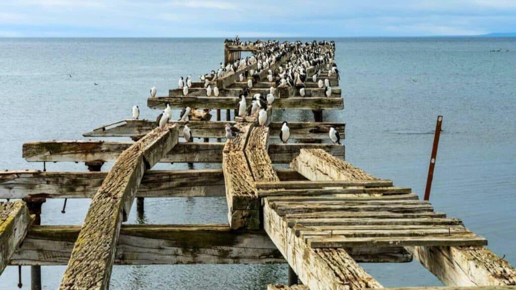 Imperial Cormorant Seabirds On Abandoned Pier In Punta Arenas Chile Stock