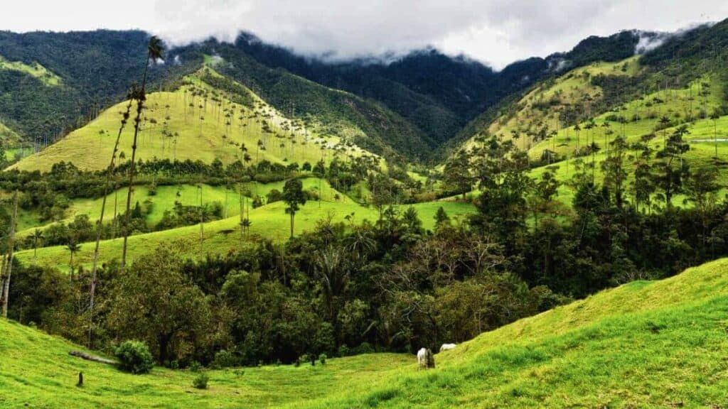 Landscape View Of The Cocora Valley And The Wax Palm Trees In Salento Colombia Stock