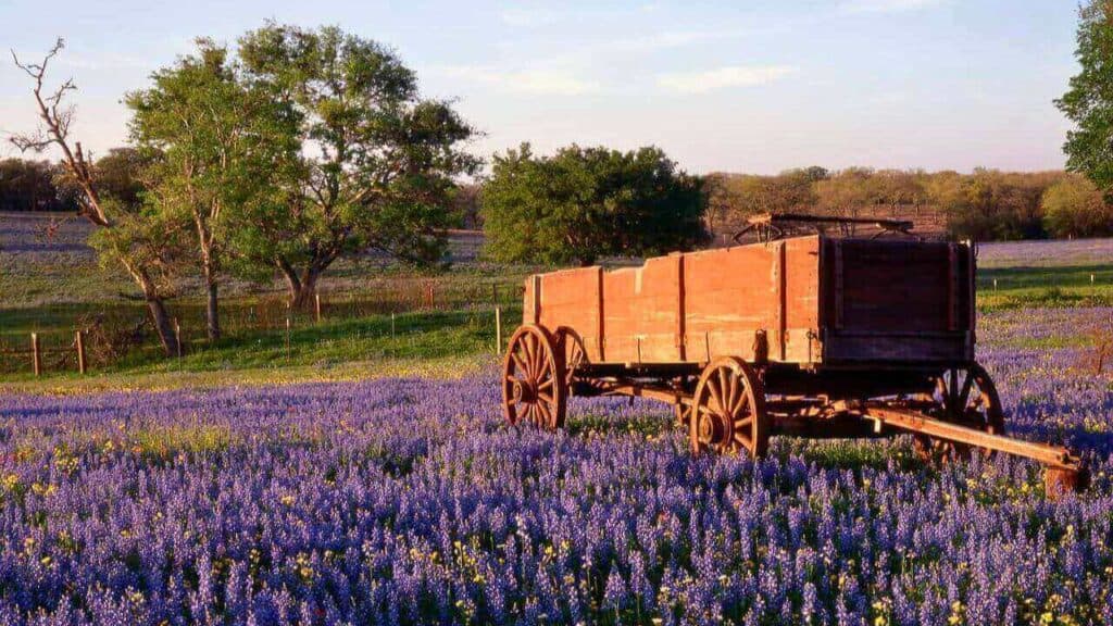 Lavander Garden Stock