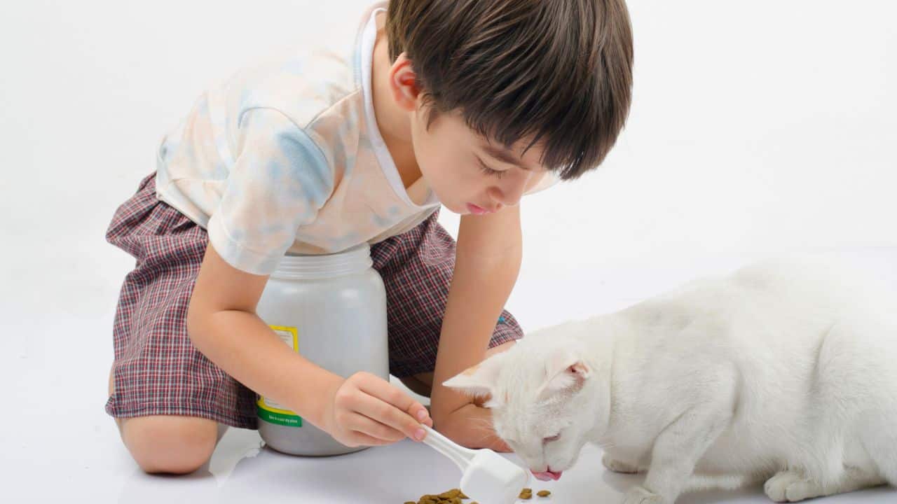 Little boy giving food for cat stock