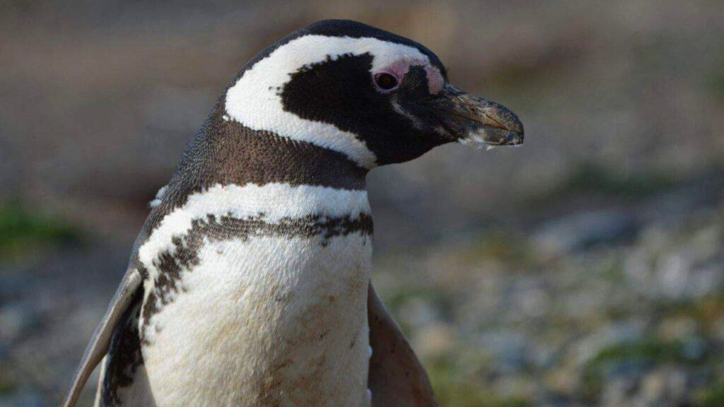 Magellanic Penguins in Punta Arenas Chile Stock
