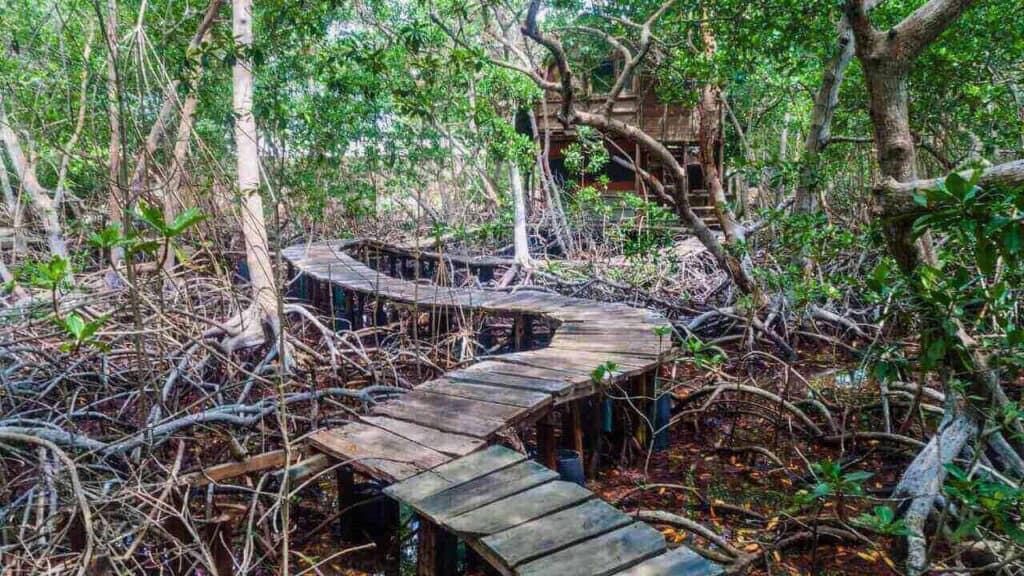 Mangrove Forest Boardwalk in Palma Island San Bernardo Islands Colombia Stock