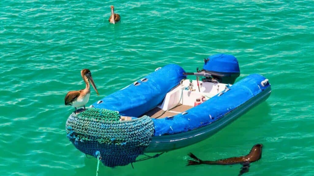 Pelican on a Dinghy Stock