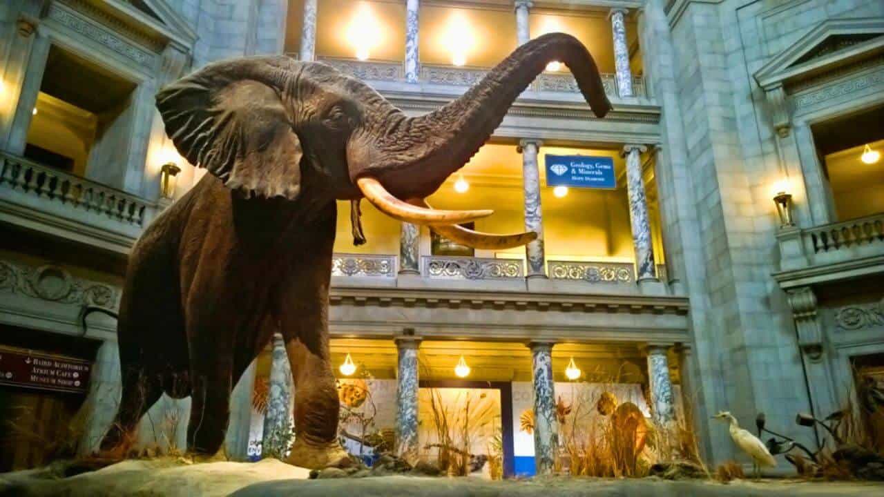Smithsonian Museum of Natural History — Stock