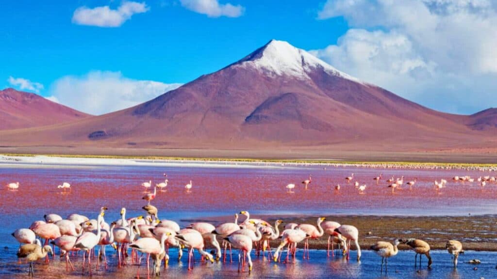 flamingos in Laguna Colorada , Bolivia Stock