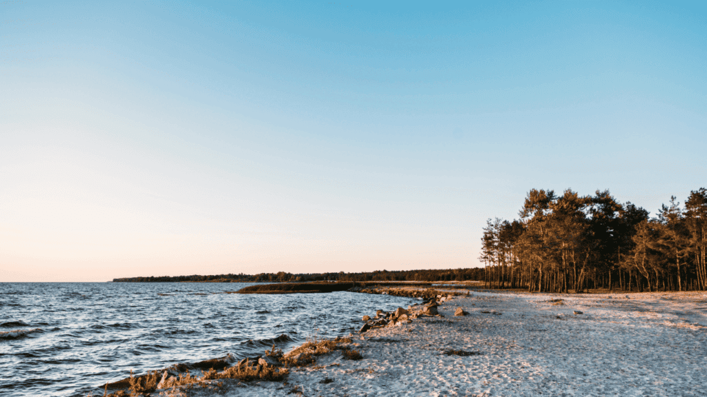 Beautiful Landscape with Forest on Sandy Sea Coast Stock