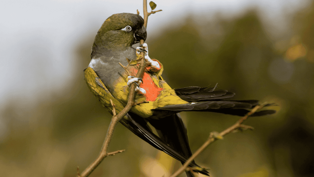 Patagonian Conure or Burrowing Parakeet Stock