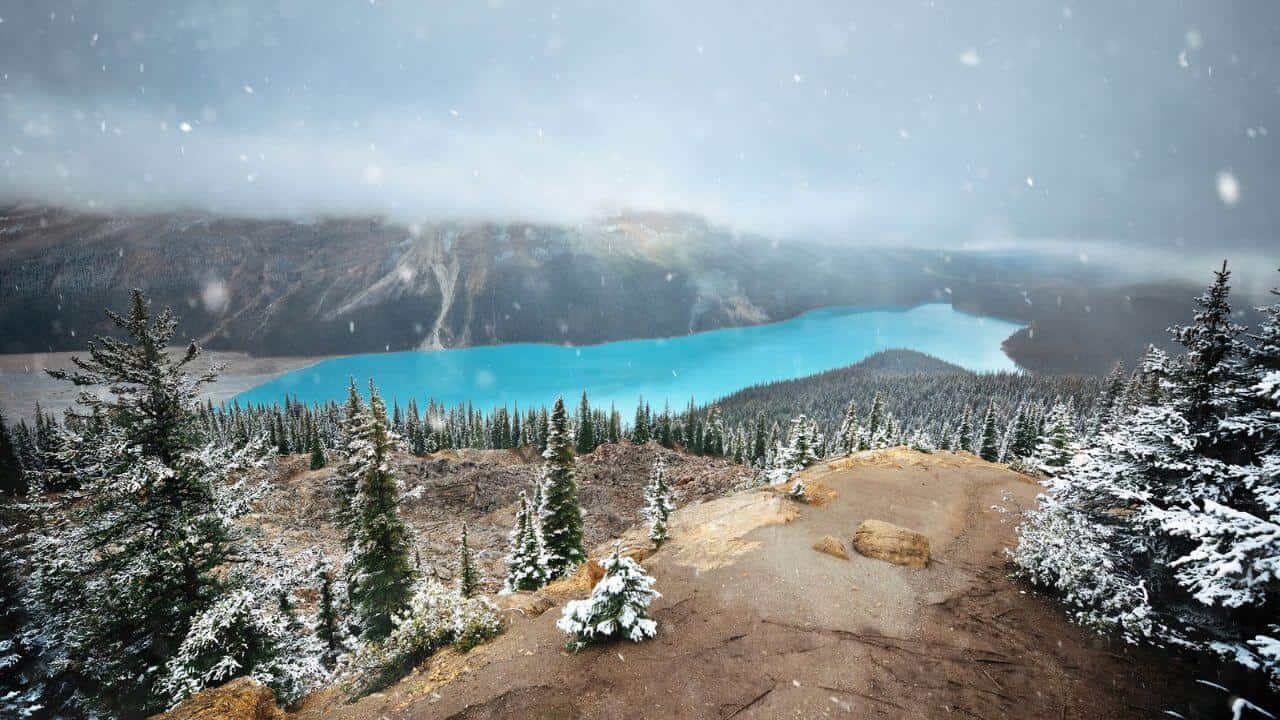 Banff National Park Canada Snowy Trees