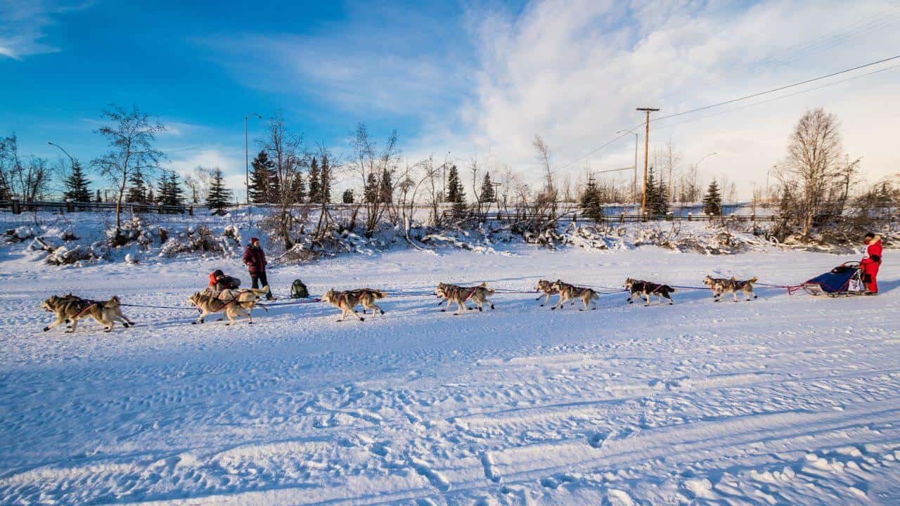 Dog Sledding In Snow Fairbanks Alaska