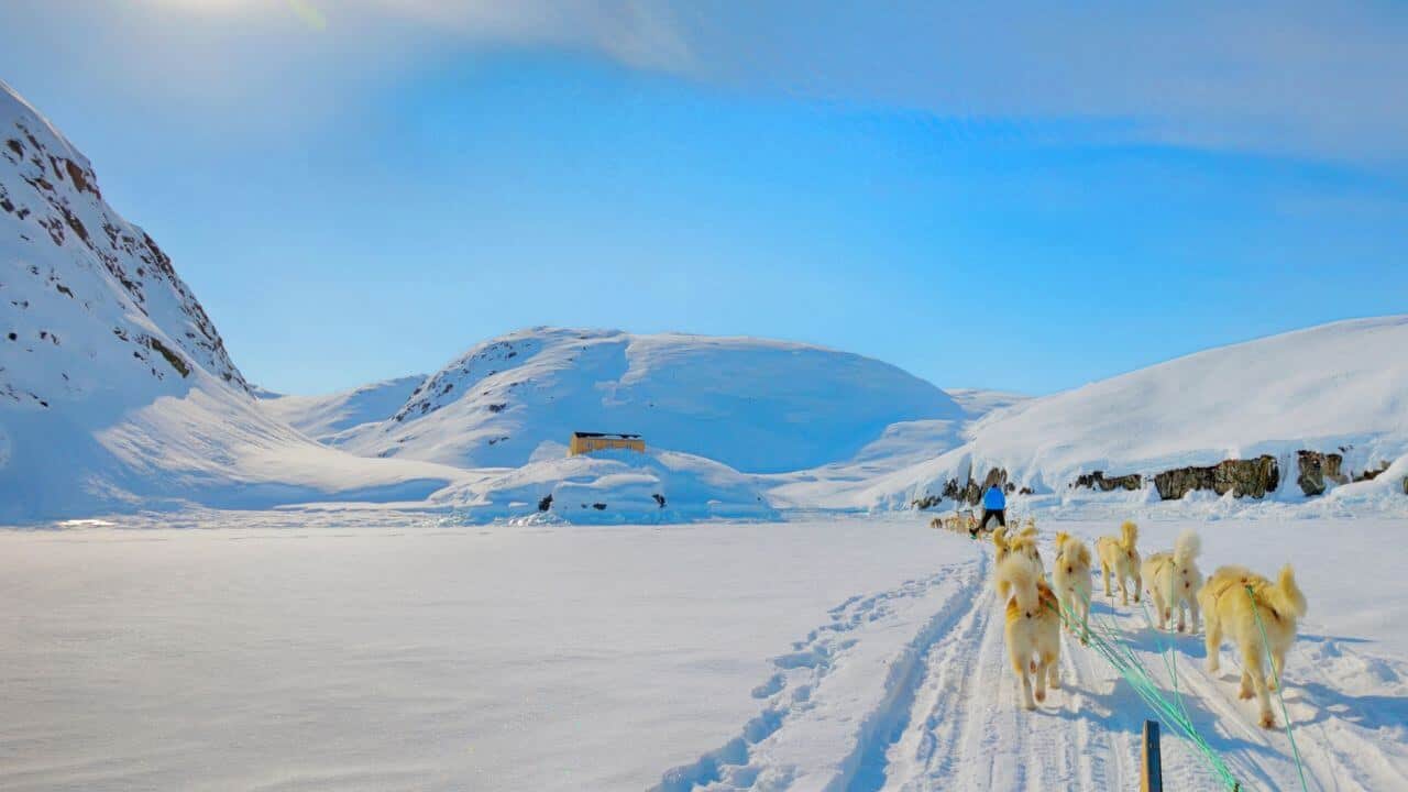 Dog Sleds In Greenland Mountain Snowy Landscape