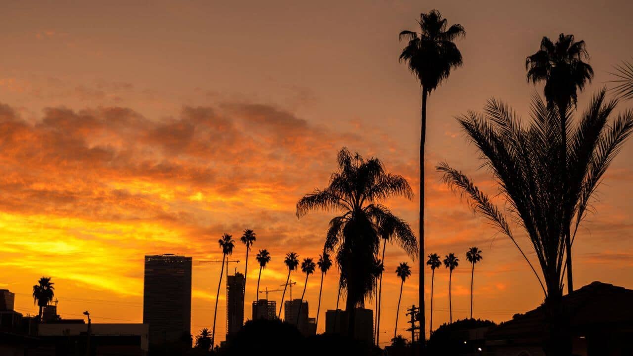 Los Angeles Golden Sunset Palm Trees
