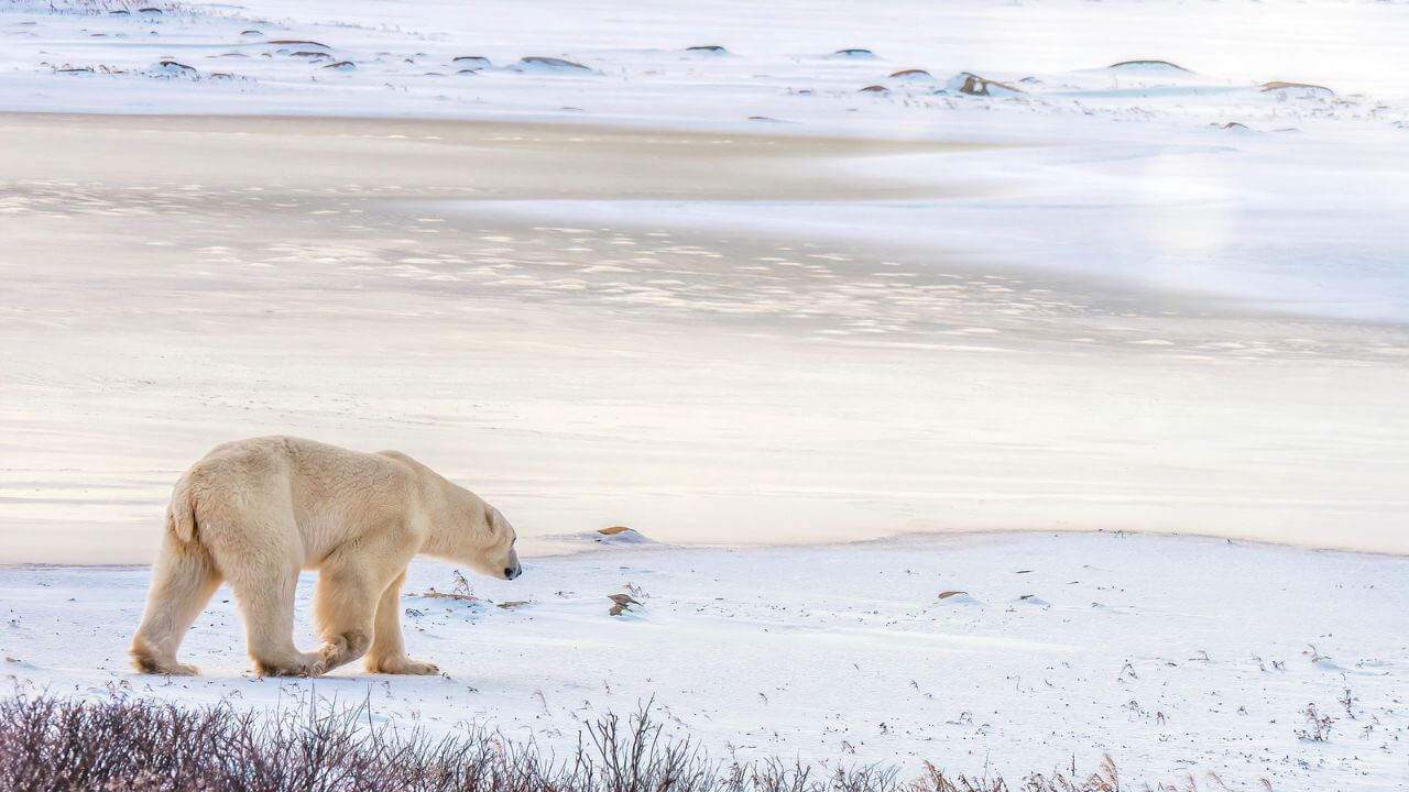 Polar Bear Walks In Snow Ice Manitoba Canada