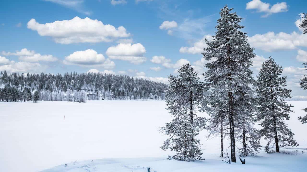 Snow Landscape Tall Trees Frozen Lake Inari Finland