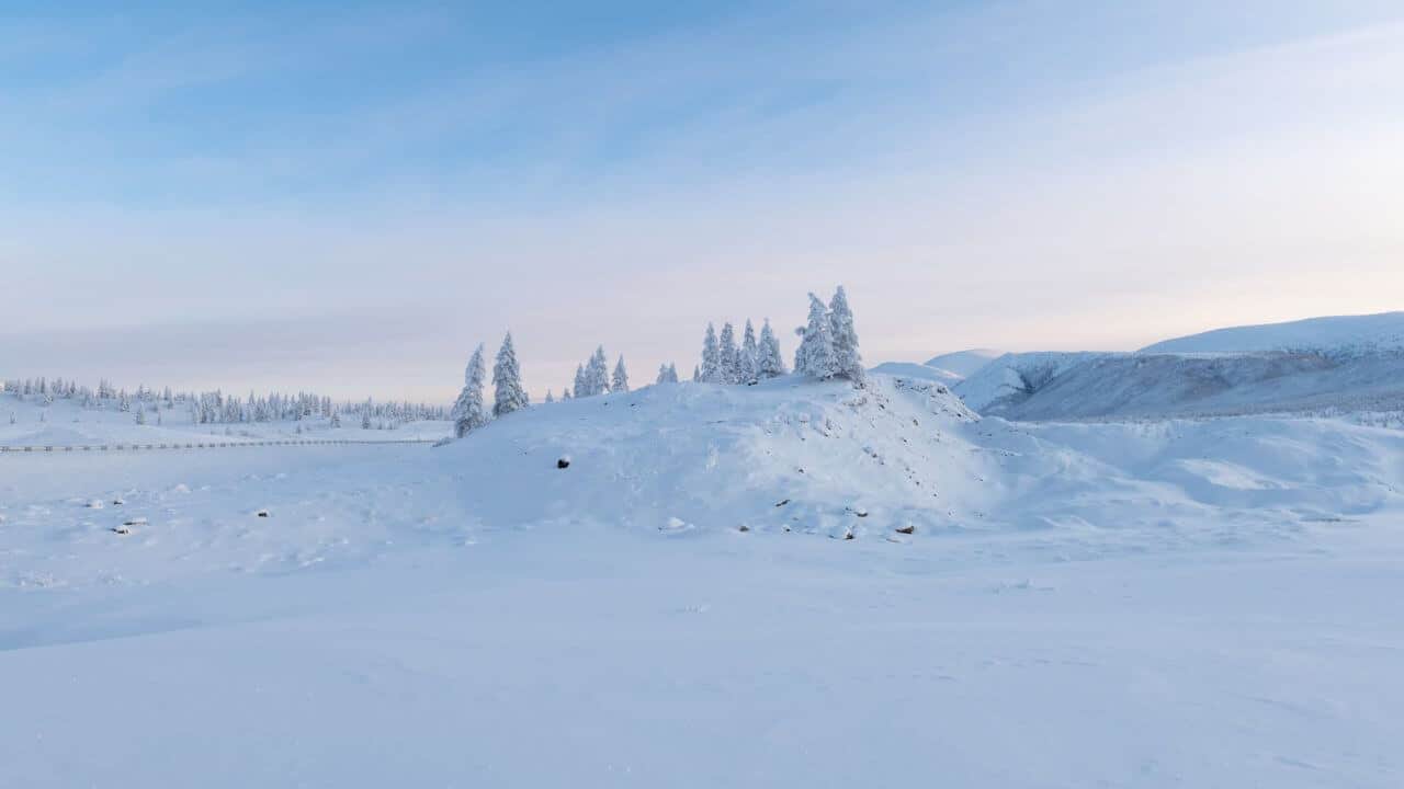 Snow-cowered Trees In Blue Tones, Oymyakon, Sakha Republic, Russia