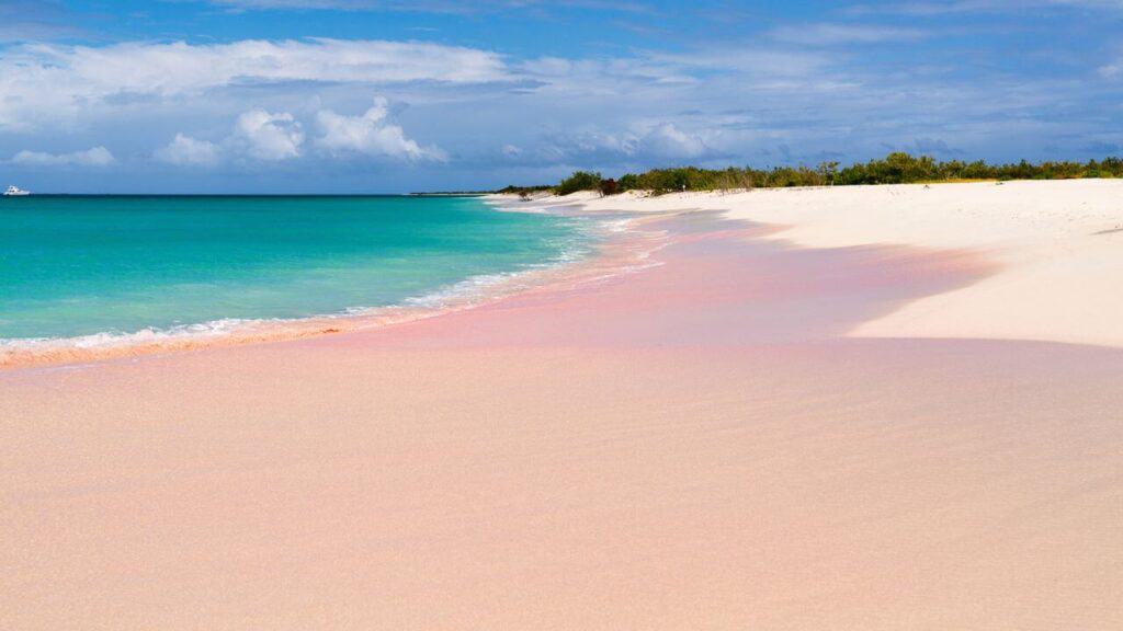 The Pink Sand Beach Barbuda Island Stock