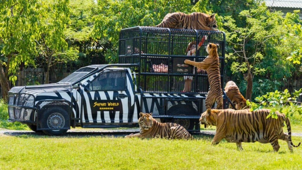 Feeding of tigers at Safari World zoo in Bangkok — Stock