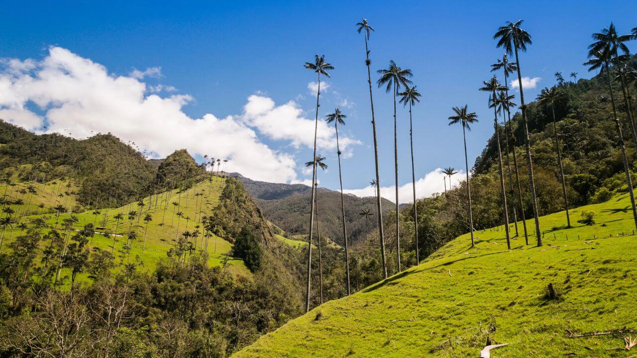 Green Jungle and Palm Trees in Cocora Valley Colombia